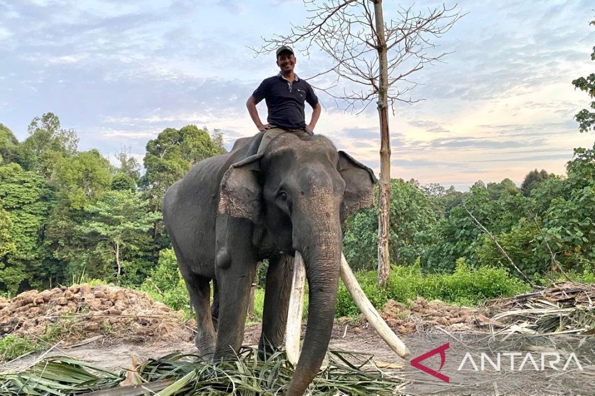 Sengarun, gajah tertua yang tangani puluhan konflik di Riau