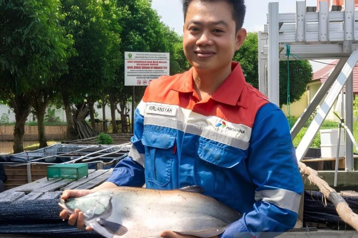 Kilang Pertamina Plaju turut mendukung program konservasi Ikan Belida