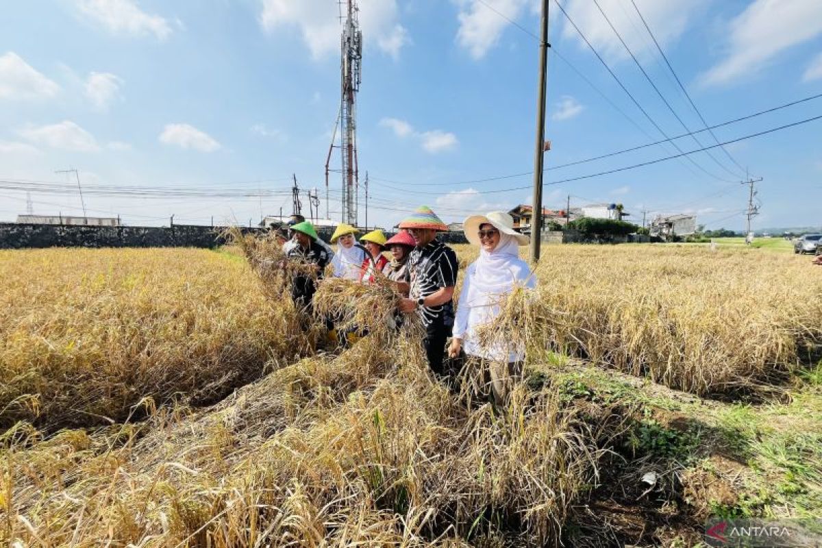 Pemkot Bogor panen 1,2 ton padi Nutrizinc di Kebun Penelitian Pasirjaya
