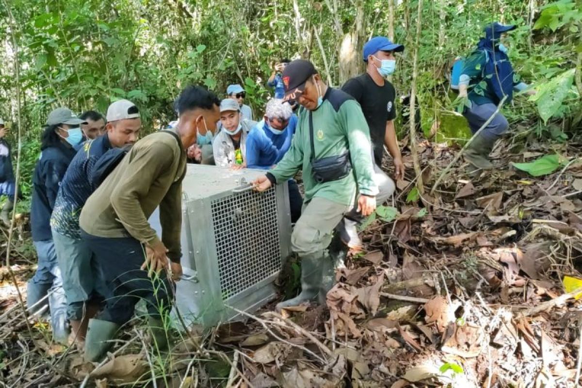 Tim gabungan relokasi satu individu orangutan ke Tanagupa Kalbar