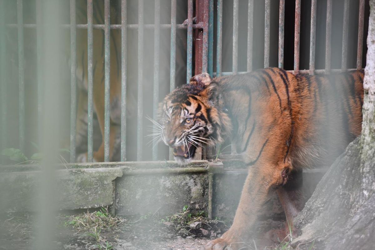 Harimau 