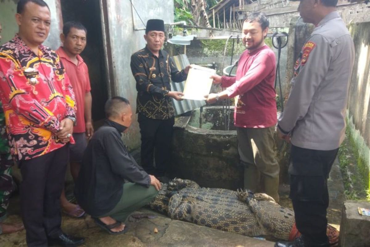 Buaya pemangsa manusia di Tanggamus dievakuasi BKSDA Lampung