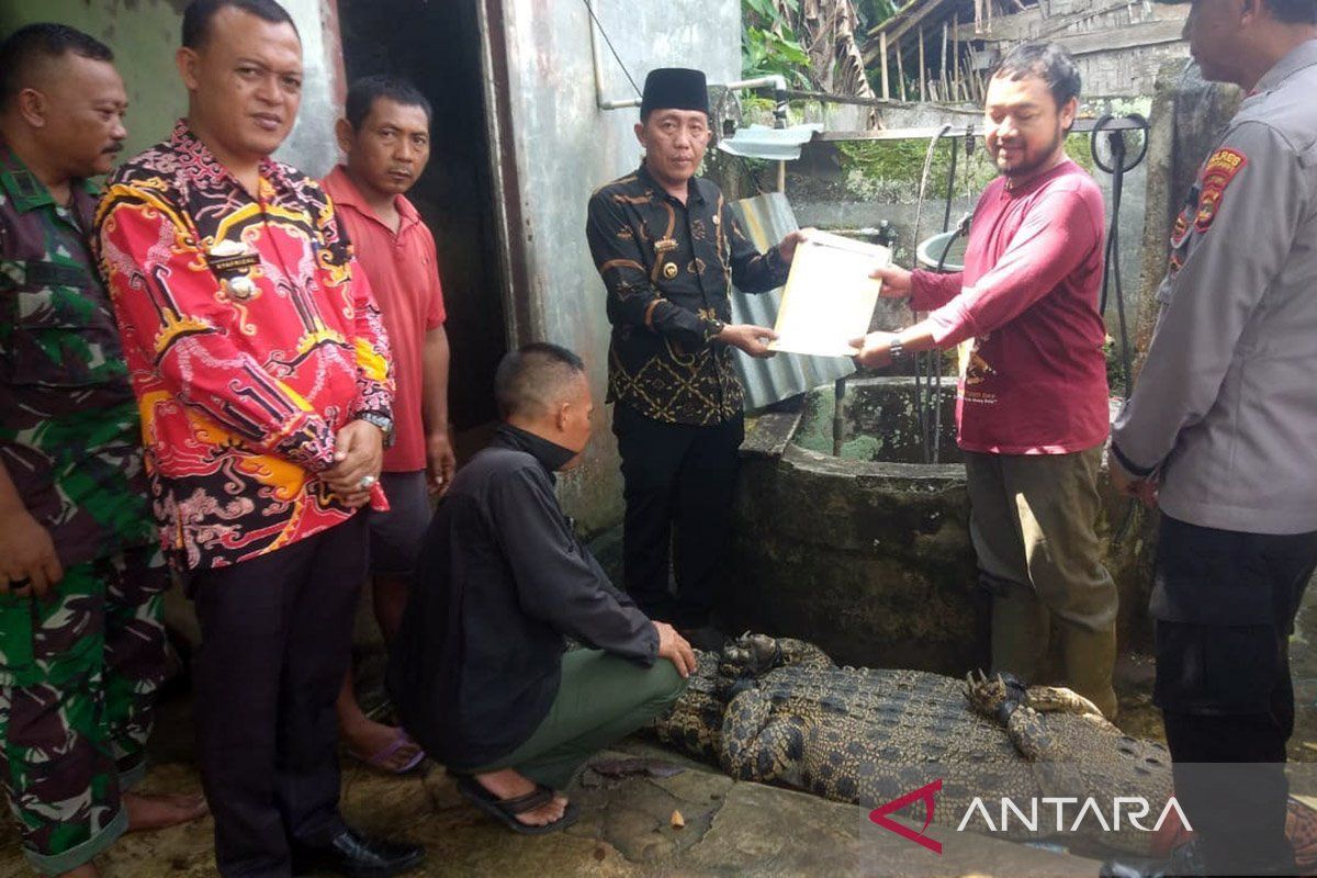 BKSDA Lampung evakuasi buaya pemangsa manusia di Tanggamus