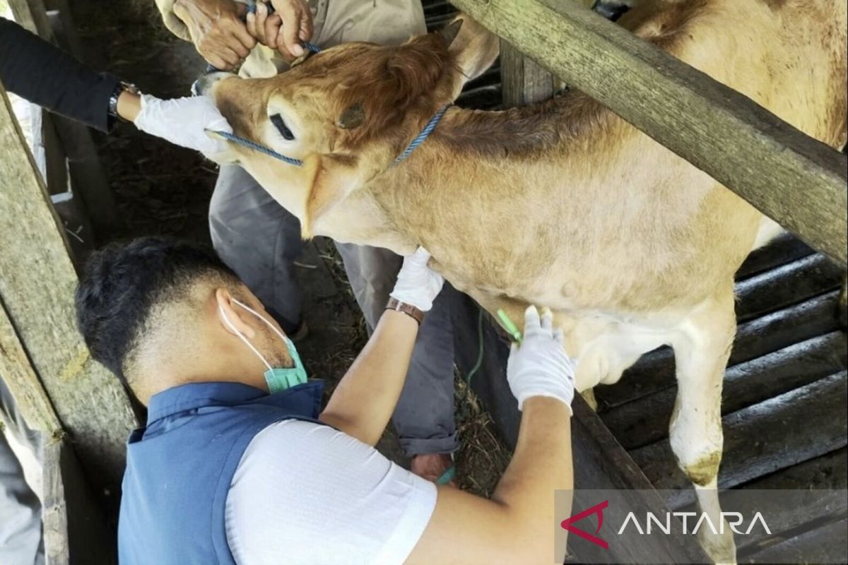 Pemkab HST ambil sampel darah sapi untuk diuji lab terkait dugaan LSD