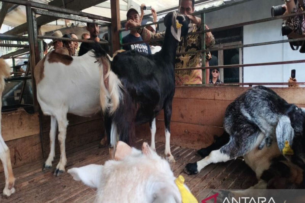 Mentan upayakan cetak peternak kambing di seluruh Indonesia cegah impor