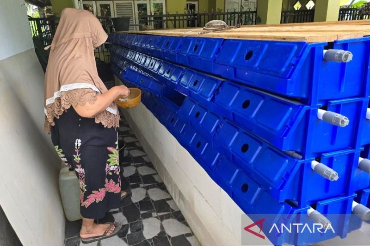 Waket DPRD Kotabaru manfaatkan pekarangan rumah budidaya kepiting