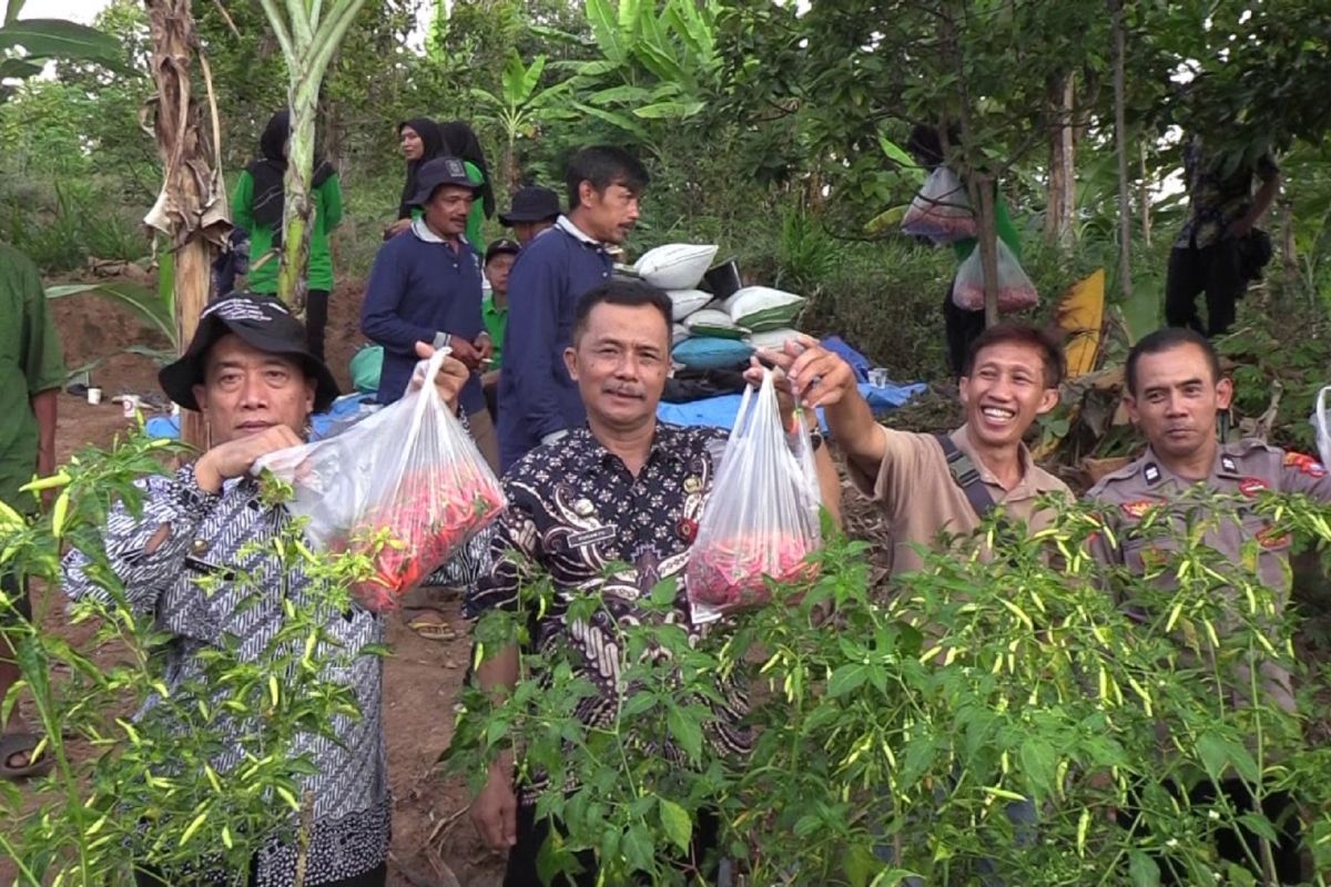Petani hortikultura Madiun panen cabai dukung kemandirian pangan lokal