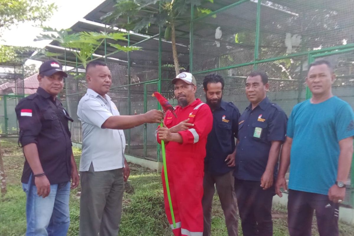 BKSDA Maluku amankan burung paruh bengkok yang dibawa penumpang kapal
