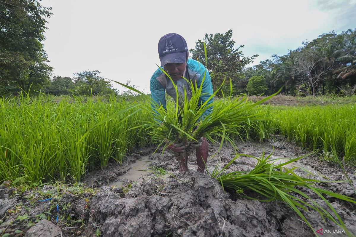 Jakarta taking requisite measures to anticipate global food crisis