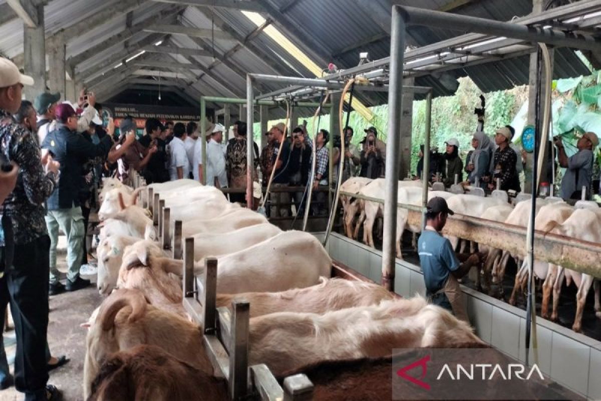 Kementan dorong pengembangan kambing perah tingkatkan produksi susu