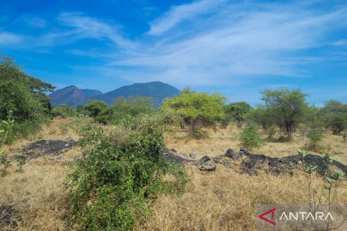 Karhutla Taman Nasional Baluran Situbondo masih bisa diatasi petugas