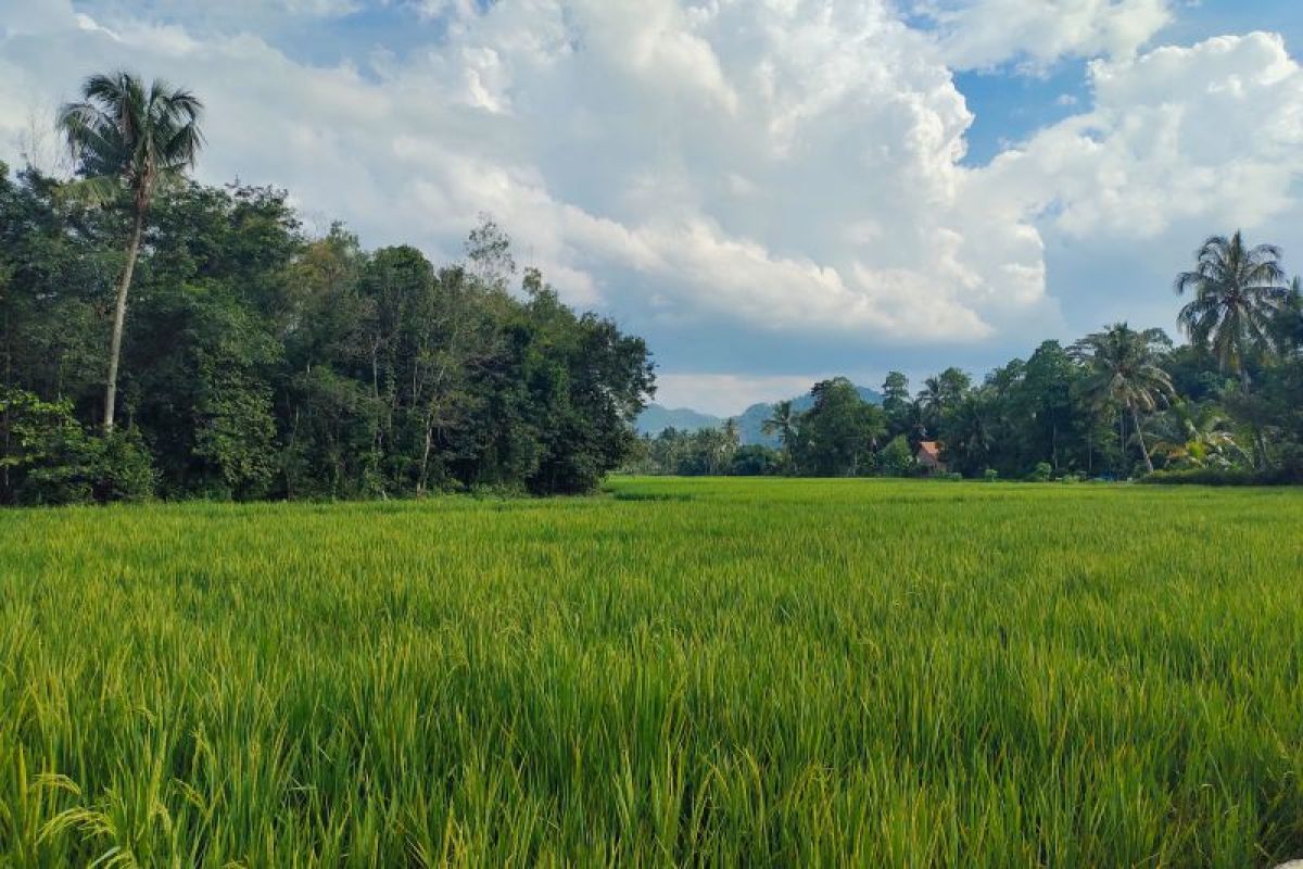 BPS Lampung catat nilai tukar petani pada Juni 2024  naik 3,91 persen