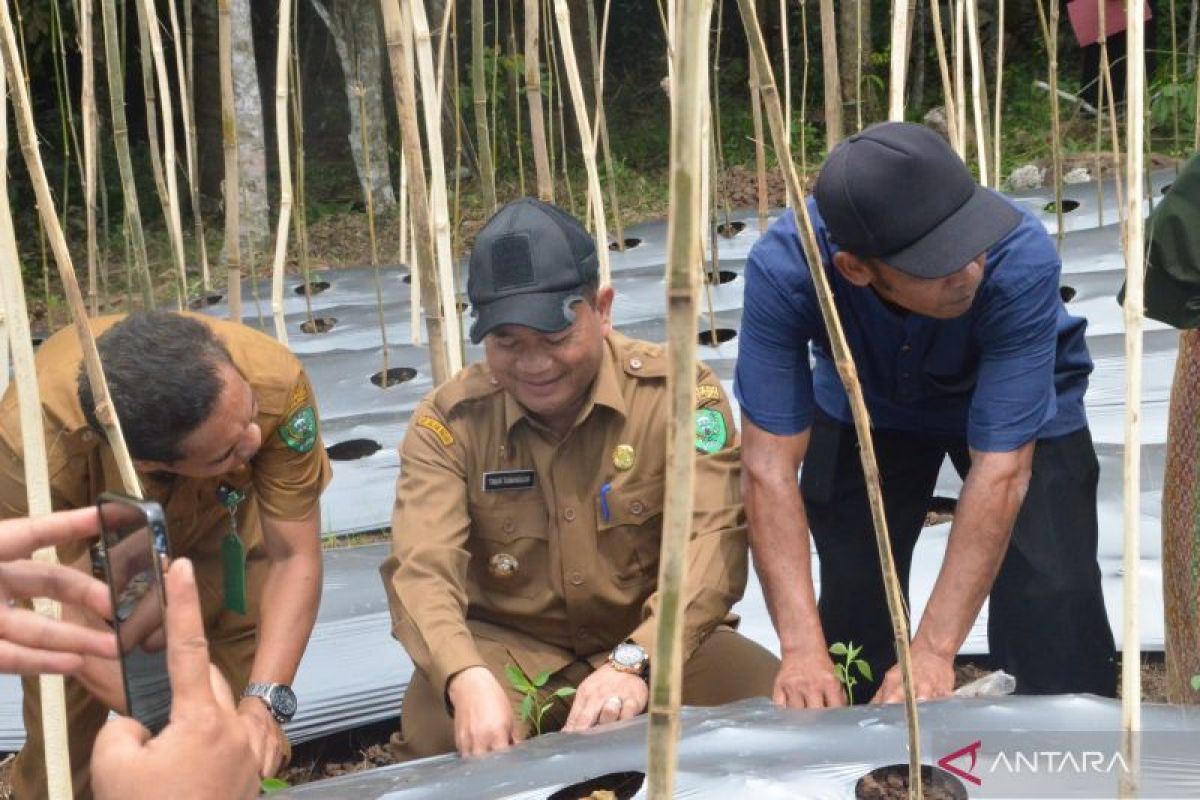 Wali Kota Padangsidimpuan hadiri tanam cabai merah di Desa Joring Natobang