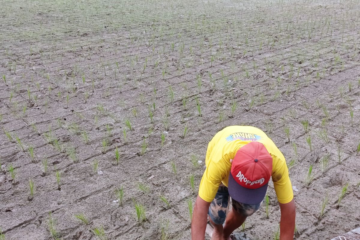 Puluhan hektare areal persawahan di Lebak mulai alami kekeringan