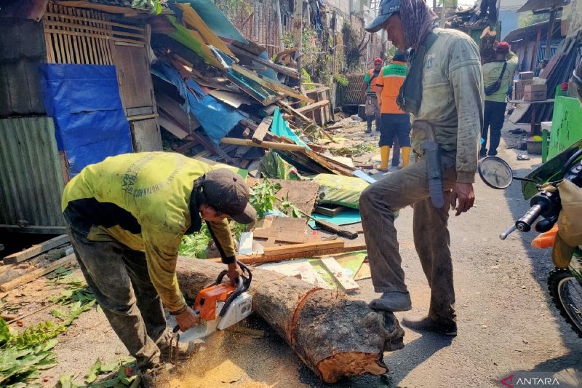 Cegah tumbang, Jakbar pangkas 4.491 pohon