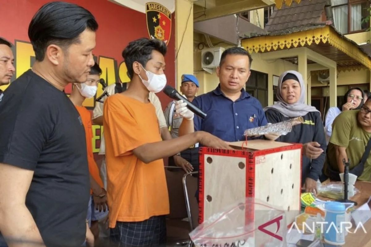 Polisi Pekanbaru ungkap narkoba diselundupkan bersama ayam bangkok