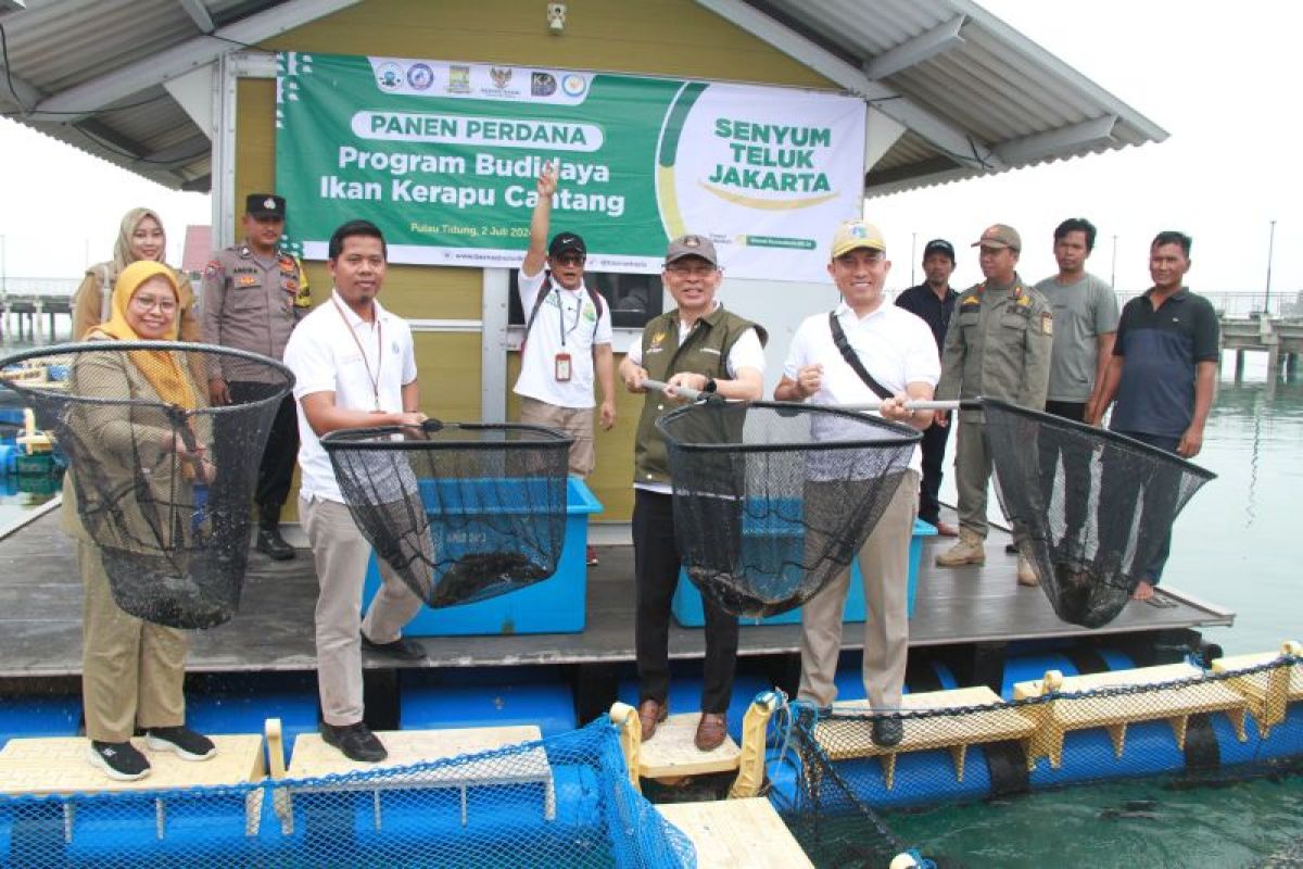 Baznas DKI panen setengah ton Kerapu Cantang di Kepulauan Seribu