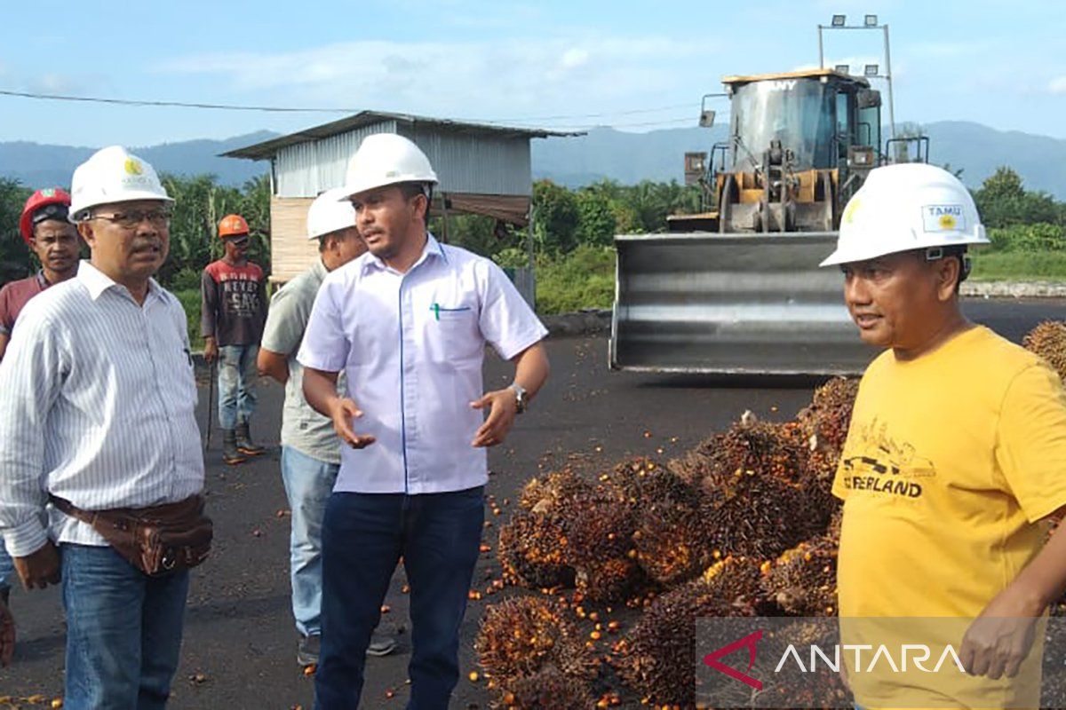 Harga sawit di Abdya turun, ini penyebabnya