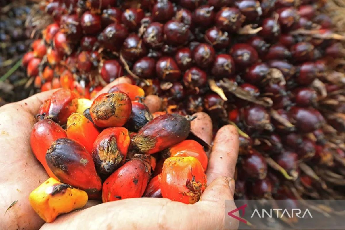 Government increases funds for palm oil replanting program