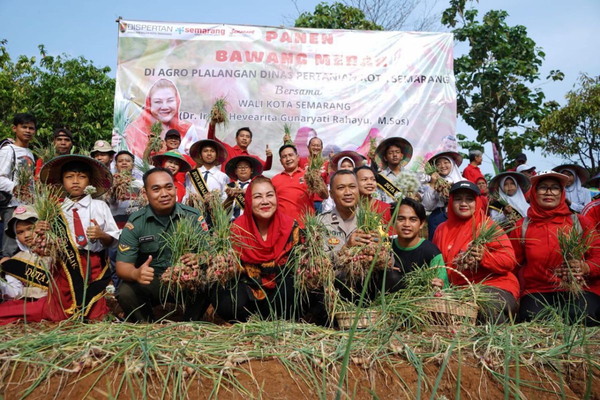 Wali Kota Semarang panen 400 kg bawang merah di Gunungpati