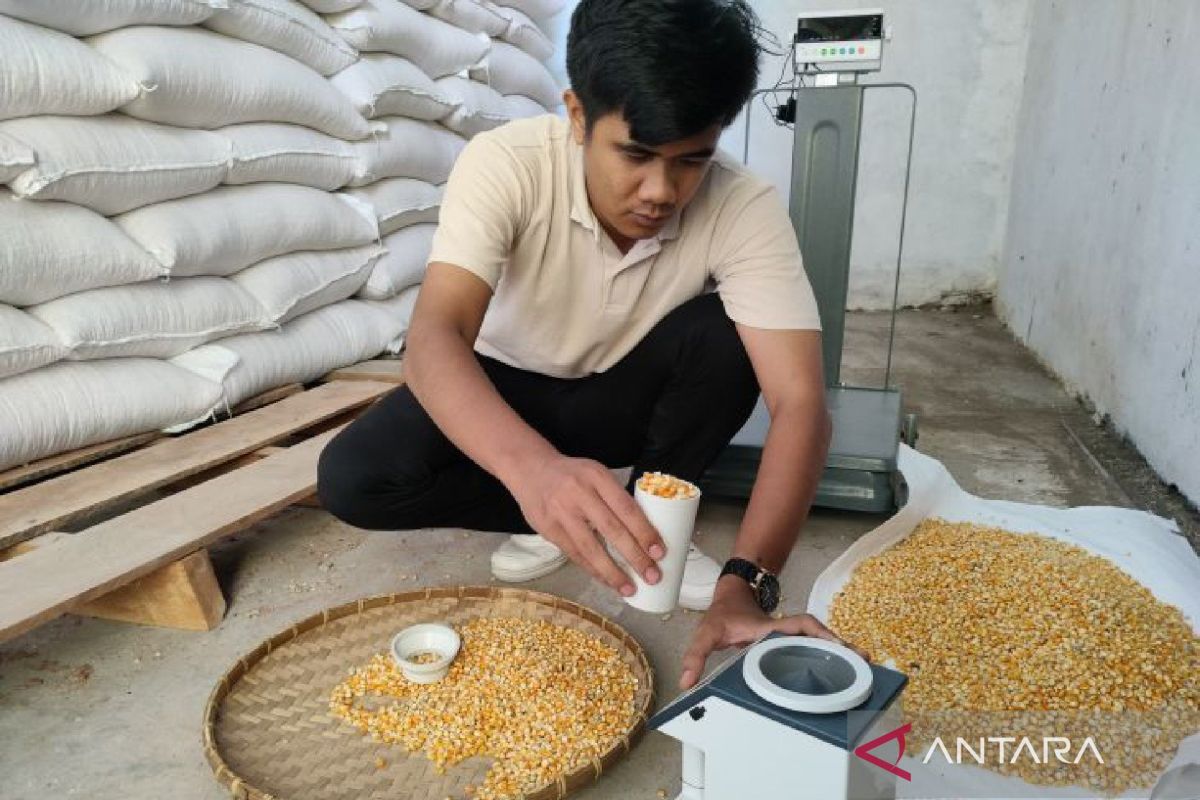 Kandungan nutrisi dan bahan utama minyak jagung