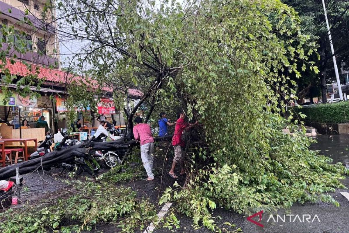 Sudin Pertamanan Jaksel tangani 250 pohon tumbang pada Juli 2024