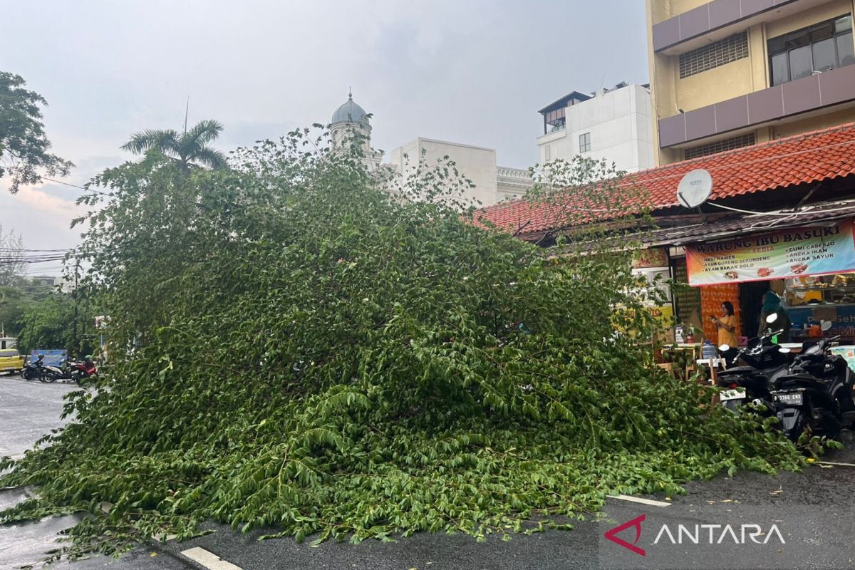 Hujan deras akibatkan pohon tumbang di beberapa lokasi Jakarta