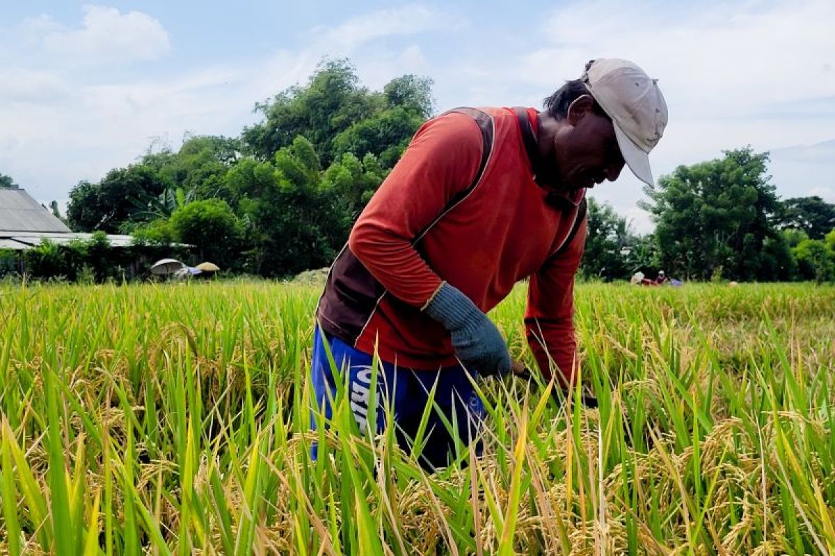 Distribusi pupuk subsidi di Situbondo capai 36 persen pada semester I