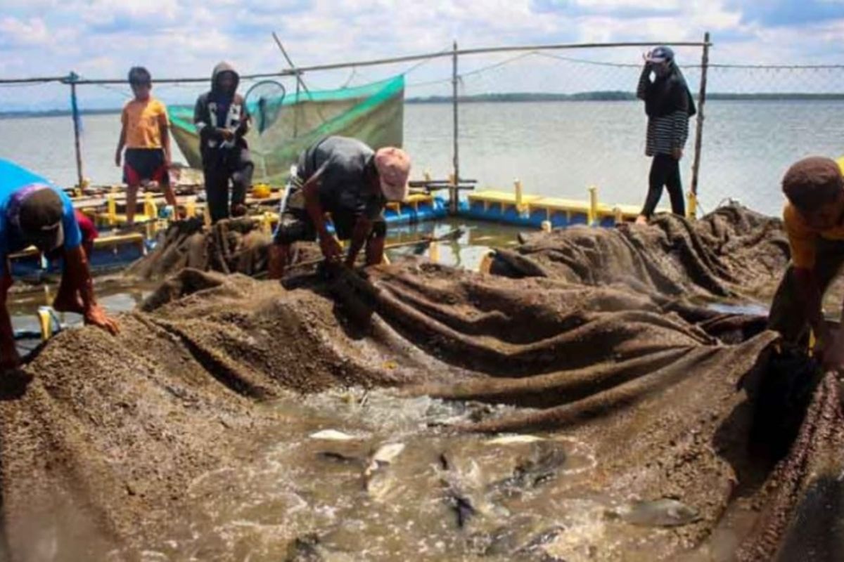 Pemkab Paser targetkan masyarakat konsumsi ikan 65,65 kg per kapita