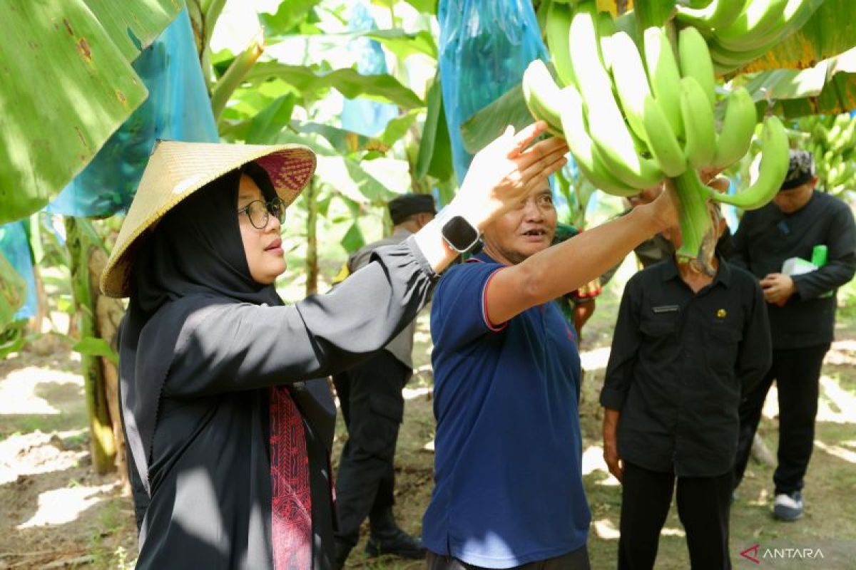 Pemkab Banyuwangi dukung majukan pisang cavendish