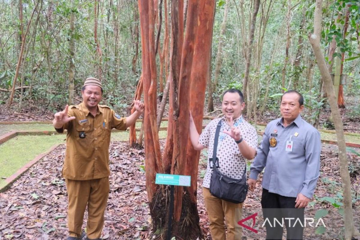 JICA tertarik kembangkan potensi Hutan Pelawan Bangka Tengah