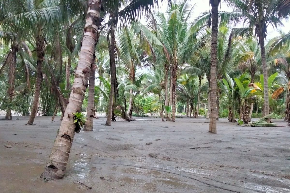 Banjir lumpur rusak lahan perkebunan & pertanian seluas 7,5 hektare di Desa Jono Sigi