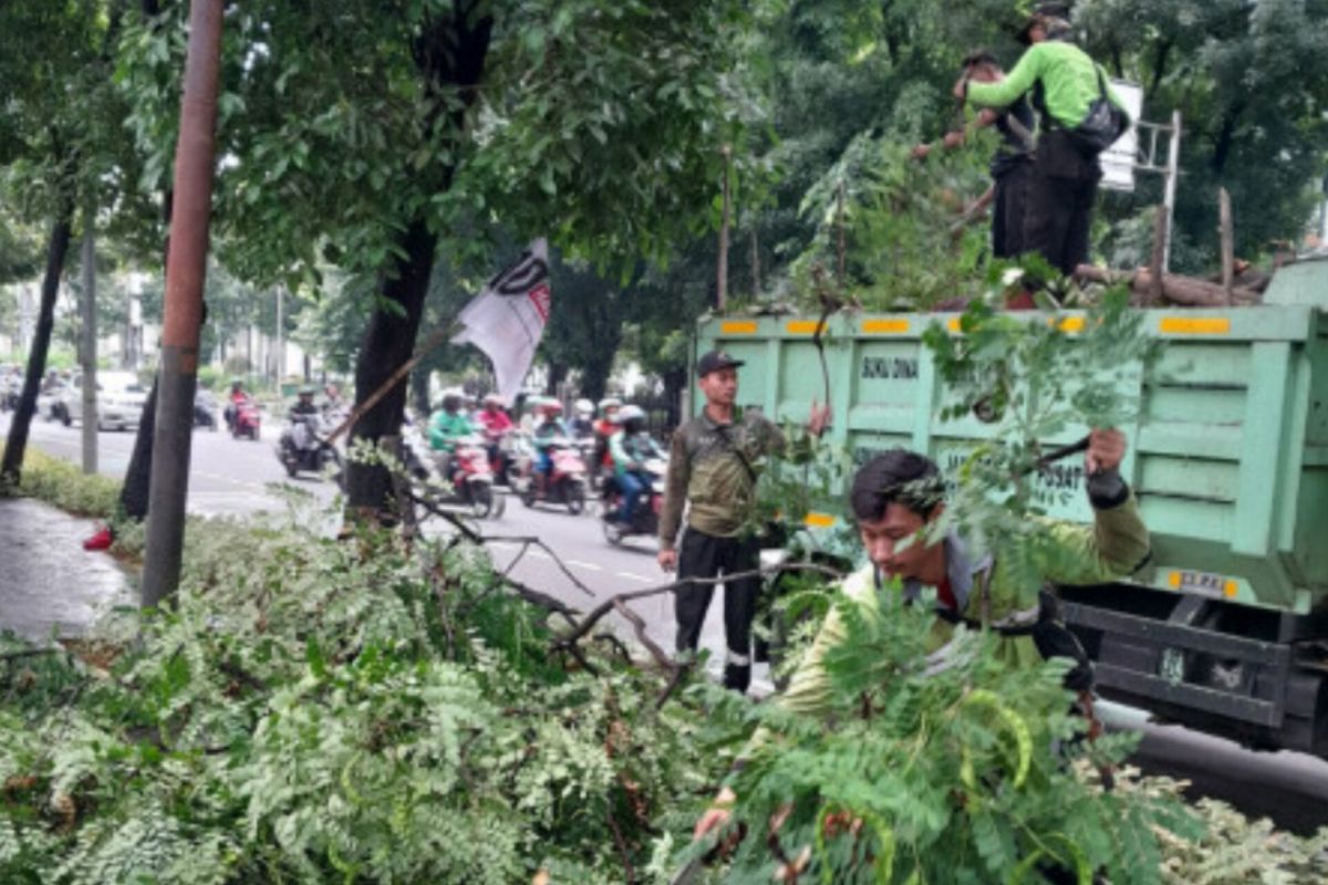 Jakpus pangkas 6.369 pohon untuk mencegah timbulnya kecelakaan