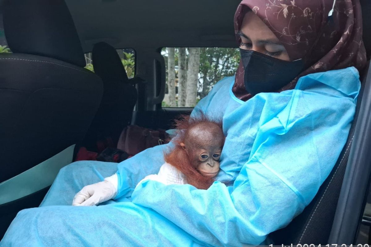 BKSDA Kalbar evakuasi satu individu bayi orangutan di Kayong Utara