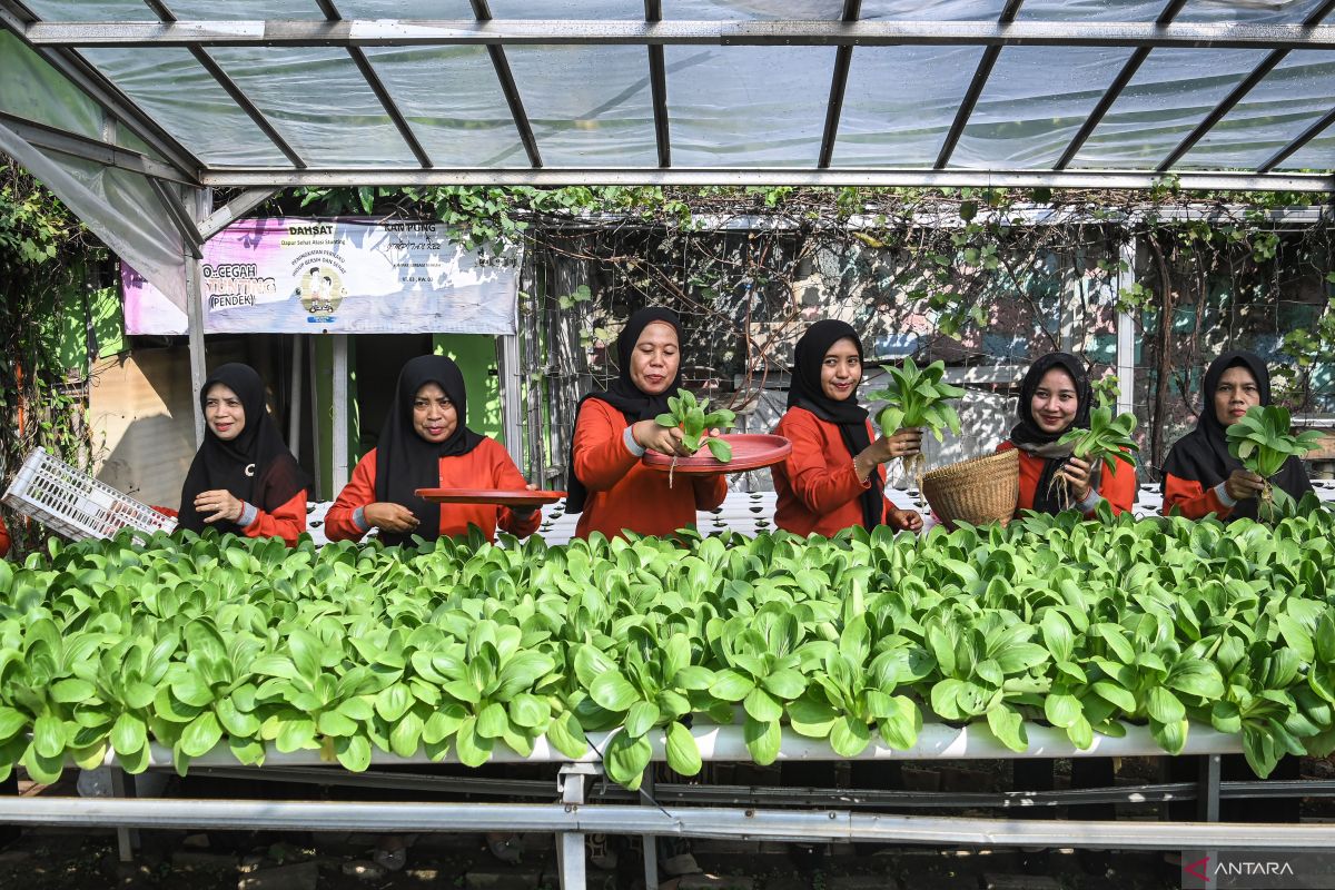 Banten kemarin, dari panen sayuran dua ton hingga banjir Rangkasbitung