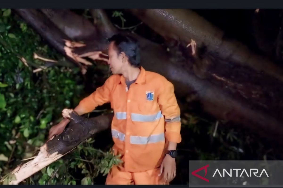 Pohon besar tumbang menimpa rumah warga di Cakung