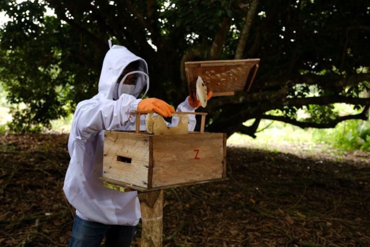 Kilang Sungai Pakning kembangkan CSR eduwisata lebah madu hutan gambut