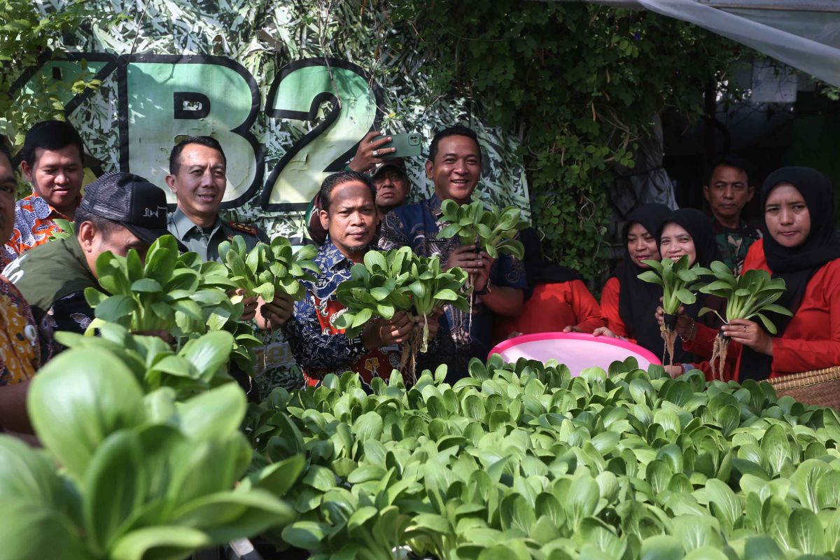 Wali Kota Tangerang panen sayuran dua ton bareng kelompok wanita tani