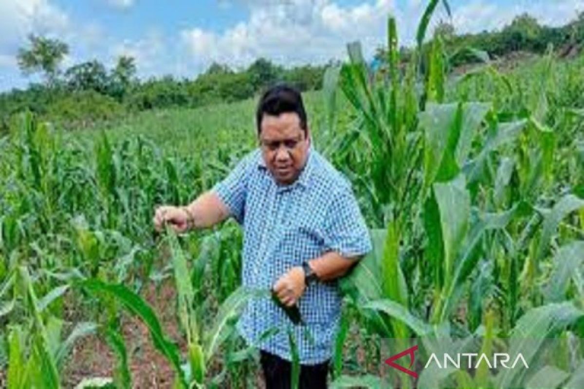 Sultra antisipasi gagal panen dampak perubahan iklim