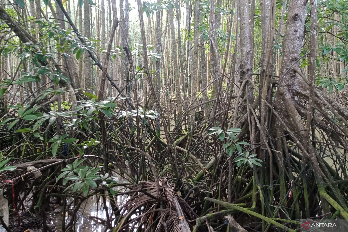 Lamale, perambah bakau yang berubah  jadi penebar berkah