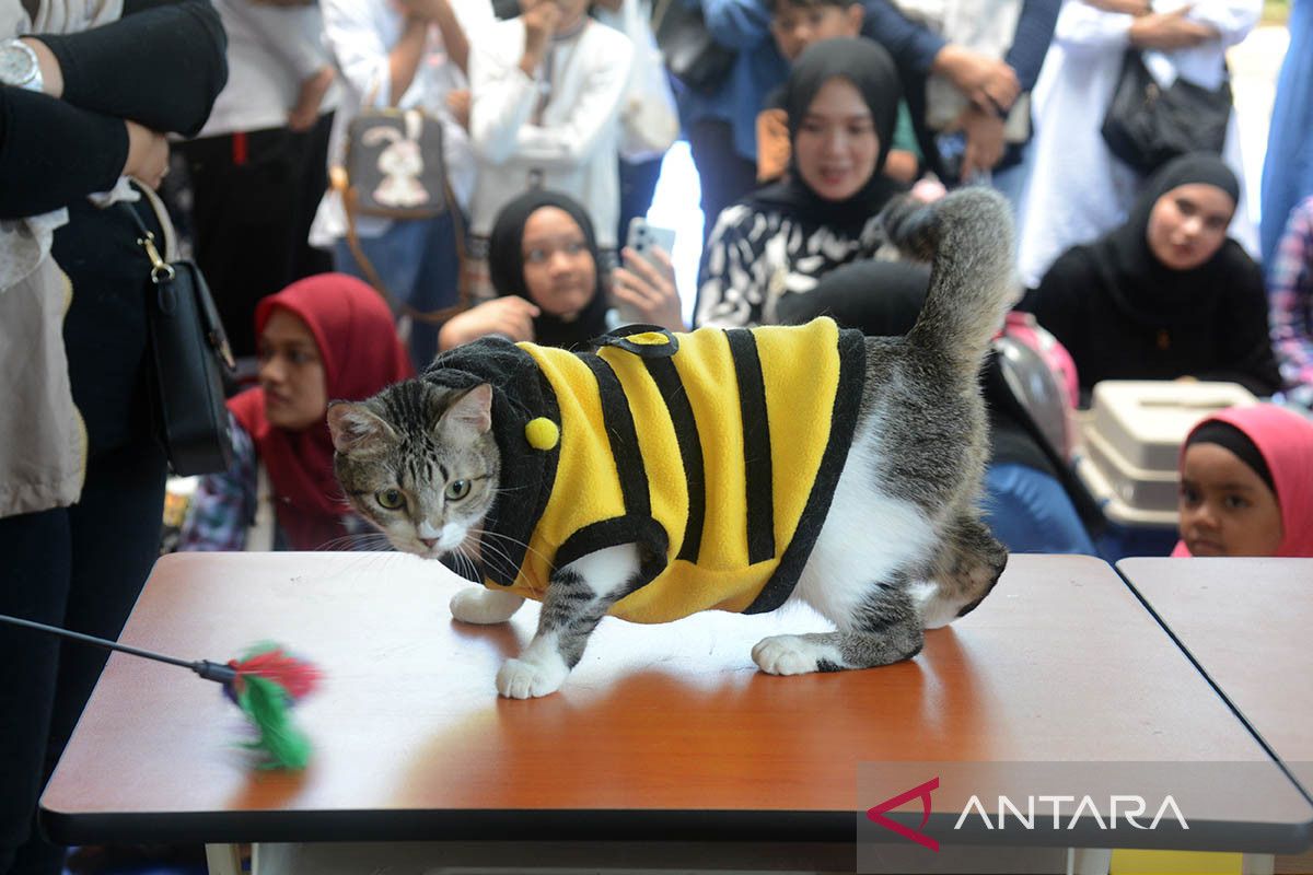 FOTO - Pesta kucing kampung