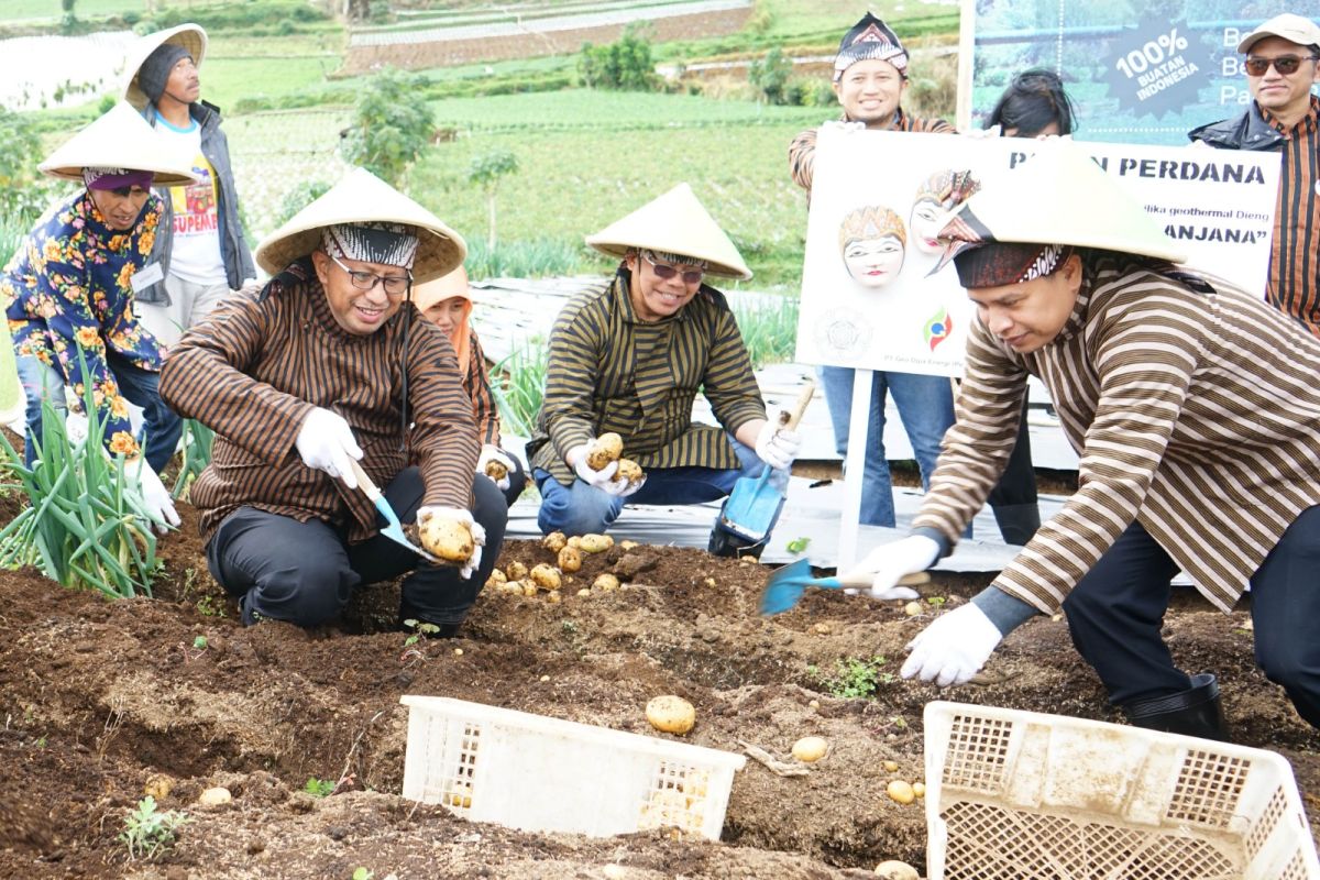 Geo Dipa-UGM inovasi pupuk mineral panas bumi di Dieng, Jateng