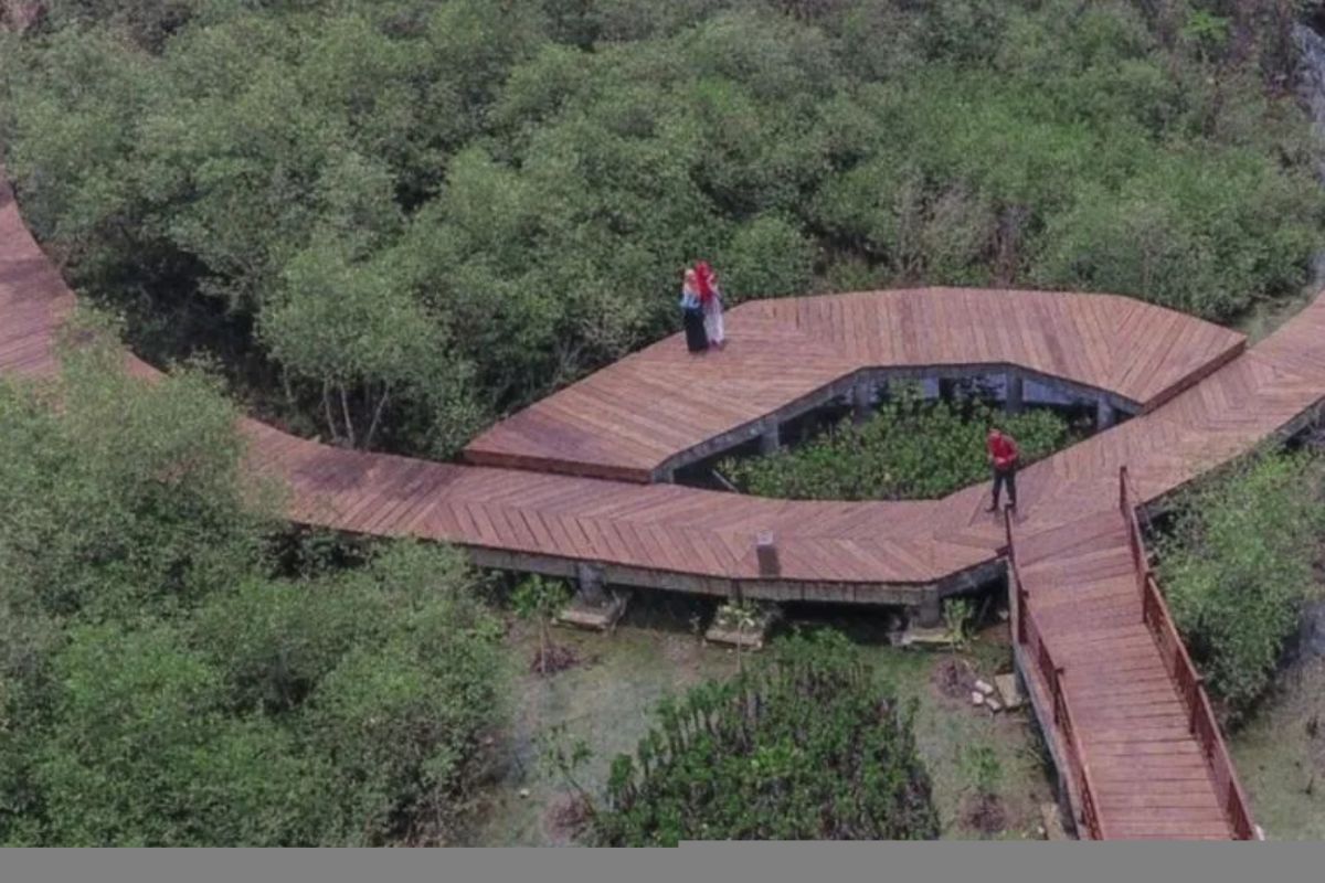 Pemkot Surabaya berencana tambah koleksi mangrove KRM