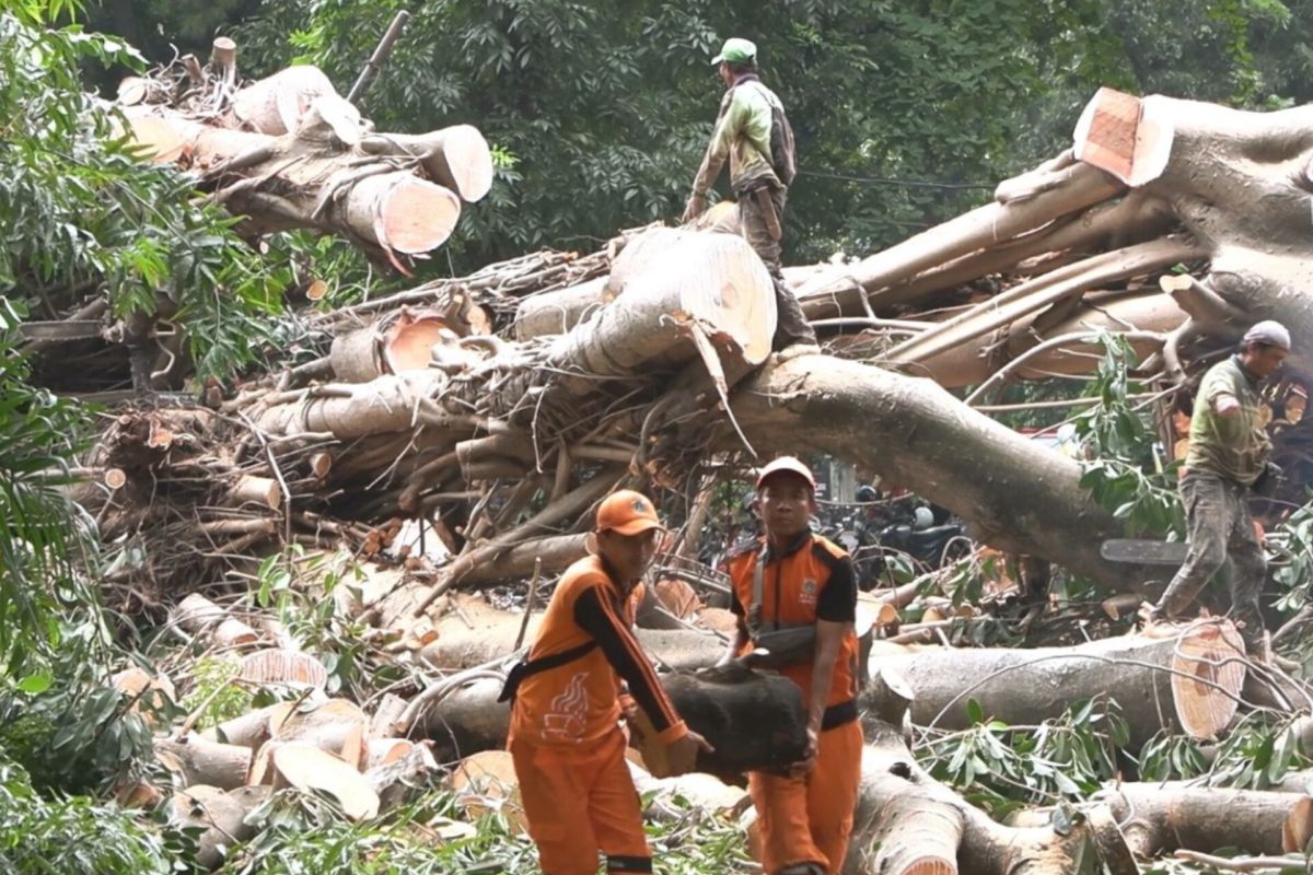 Jaksel pangkas puluhan ribu pohon antisipasi tumbang dan kecelakaan