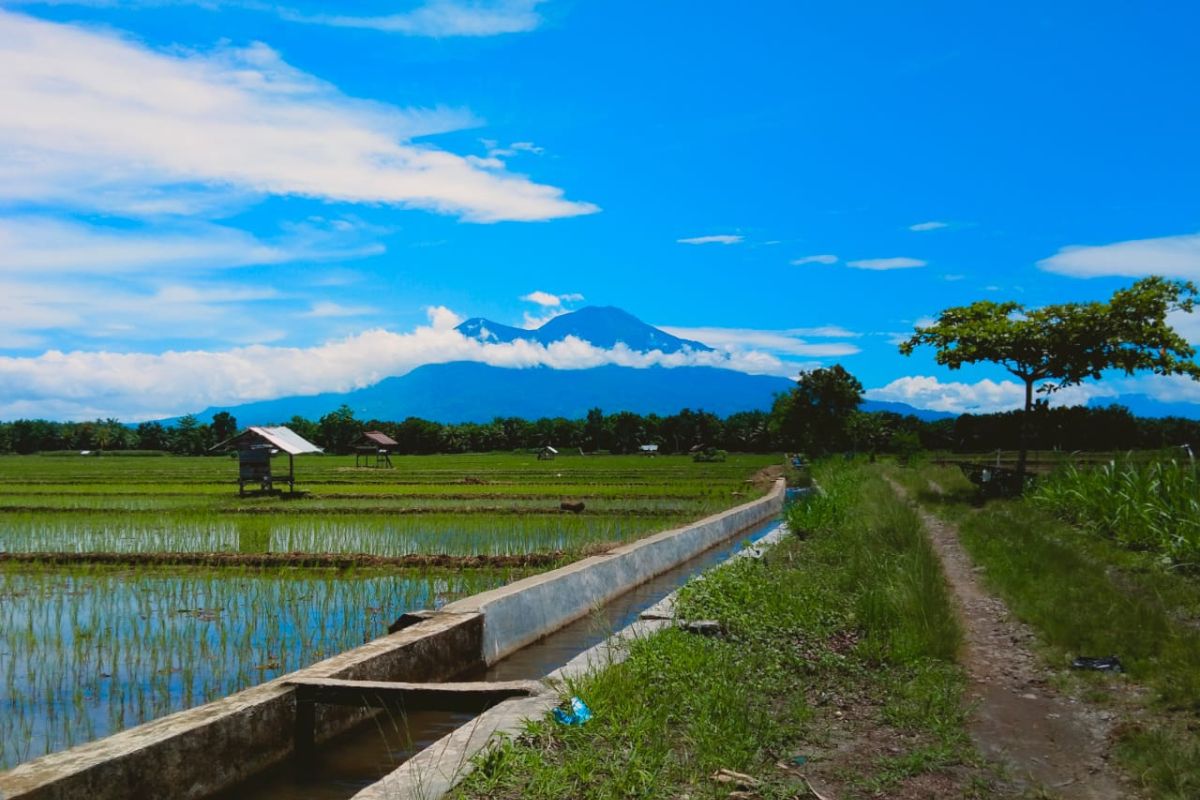 Stok beras di Pasaman Barat awal Juli 2024 capai 1.263,21 ton