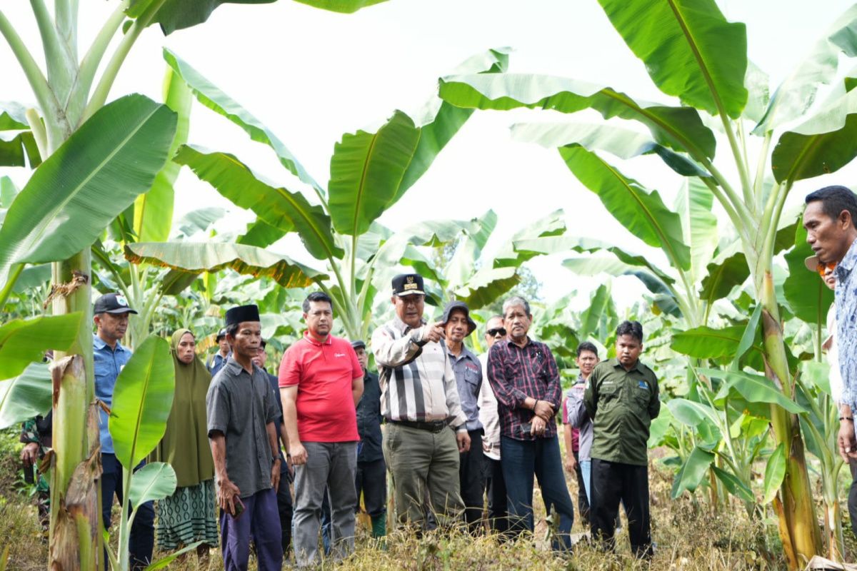 Gubernur Sulbar kunjungi sentra budidaya pisang kepok di Sulsel