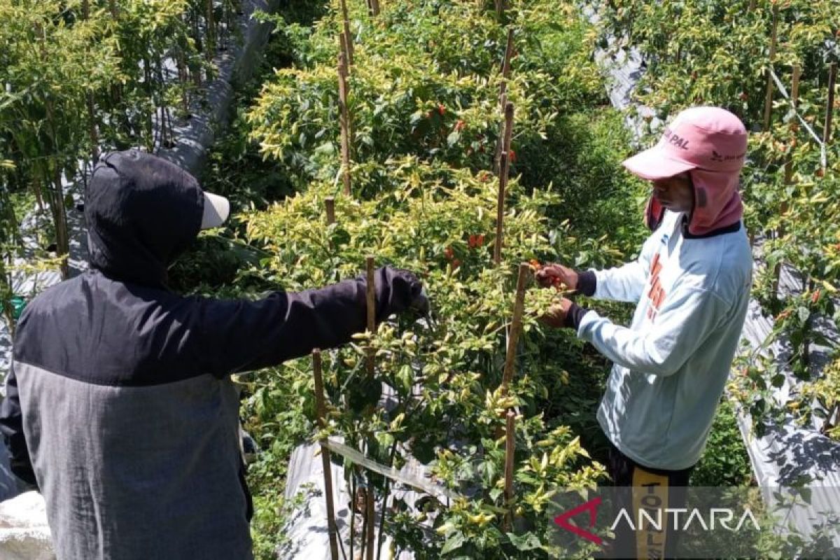 Harga cabai rawit di tingkat petani naik