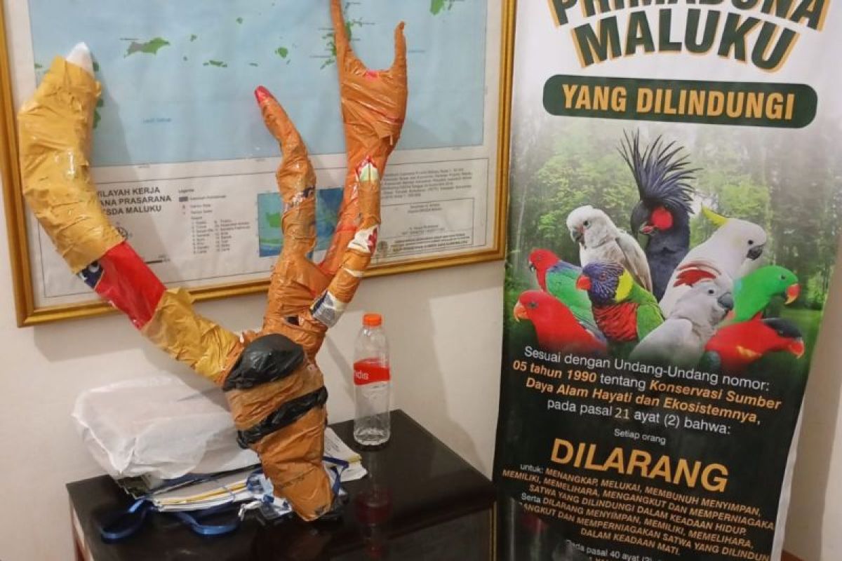 BKSDA Maluku amankan opsetan tanduk rusa di atas KM. Leuser