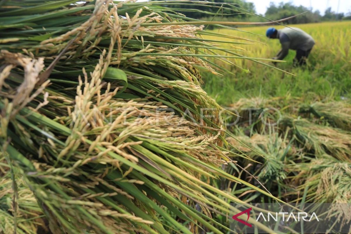 Produksi padi di Aceh pada Semester I-2024 capai 951.225 ton padi ...