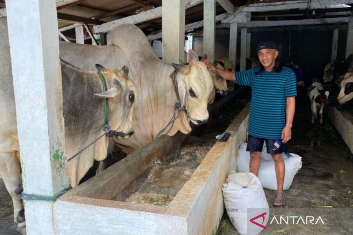 KPKP DKI dampingi peternak sapi Cikoko dalam produksi susu